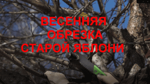 Обрезка старой яблони: смысл, принцип и последовательность процедуры