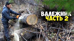 Валежник. Часть 2. Пилим валежник