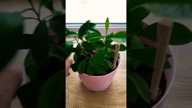 Лимонное дерево ? как посадить дома лимон ,мандарин,апельсин