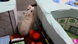 CRAZY ГОРКА АМОНГ АС** КАК ХОМЯЧКАМ ВЫБРАТЬСЯ из ЛАБИРИНТА?