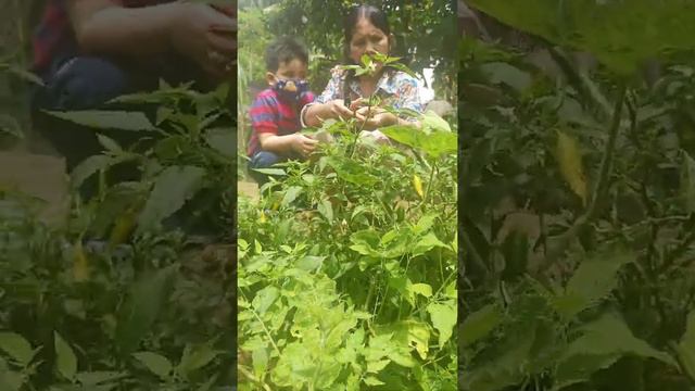 harvest cherry tomato