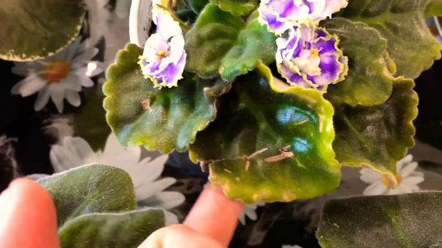 💐1💐 Моя не большая коллекция фиалок💐#комнатныерастения# смотреть онлайн