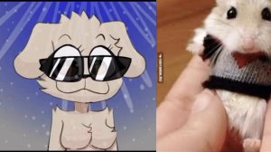 Белла Оценивает Хомяков