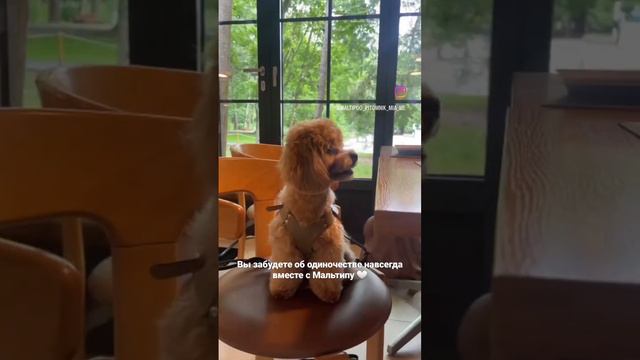 #мальтипу #maltipoo #maltipoopuppy #щенок #мальтипумини Щенки в наличии : http://wa.me/+79017213729