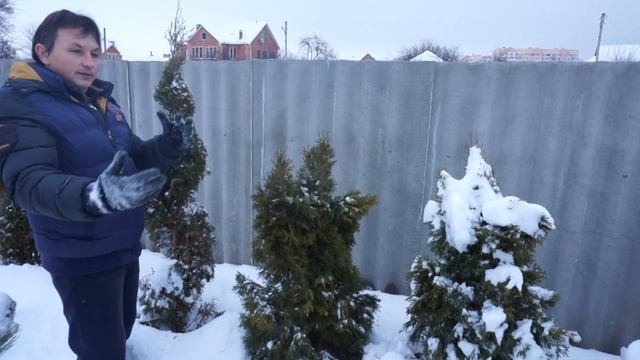 Топиарные формы зимой смотреть онлайн