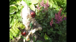 Садовые фигурки - украшение сада