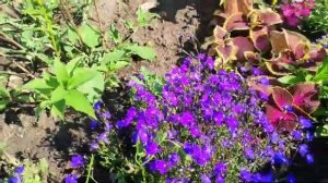 ?Цветочные миксы. Мой сад даёт уже урожай!?