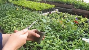 Обрезать срочно ЧЕРЕНКИ Тайдалы и Рамблины!!!