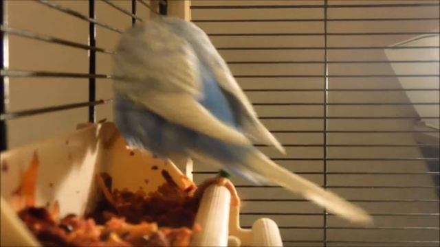 Выставочный волнистый попугай  