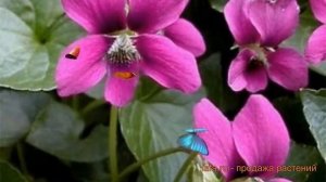 Фиалка обыкновенная сестринская Рубра ? обзор: как сажать, саженцы фиалки сестринская Рубра