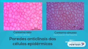 UFJF/SEMIC 2018 - "EPIDERME FOLIAR DE AGARISTA, GAULTHERIA E GAYLUSSACIA (ERICACEAE JUSS.)."