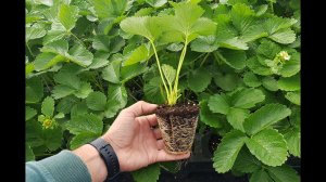 КЛУБНИКА ОТ РАССАДЫ ДО КУСТА // КОЛЛЕКЦИЯ ЛИПАТОВОЙ АНАСТАСИИ // ВАЦАП ДЛЯ ЗАКАЗА 8-915-245-81-59