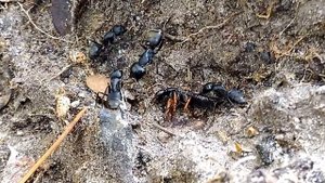 Жестокая охота муравьев Camponotus saxatilis в лесу. Ants in nature? 1