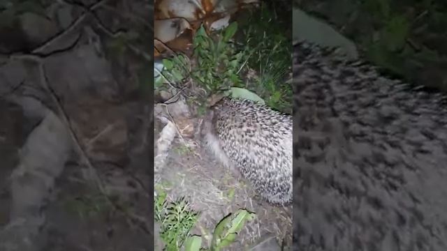 Дача на которой живёт Ежик смотреть онлайн