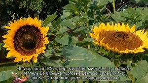 Что посмотреть в Куала Лумпур за день или 2 дня: куда сходить, как добраться