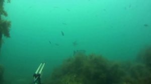Под сводом голубым.Подводная охота на кефаль. Подводная охота на лобана.