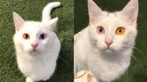 10 Самых Красивых Кошек в Мире | Милые Котики | Милые Котята