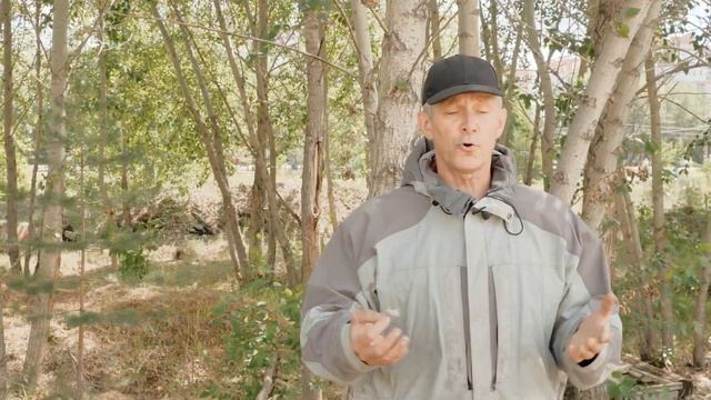 ПЛЮСЫ И МИНУСЫ ТОПОЛЯ. Тополь в ландшафтном дизайне