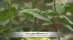 Стабилизированные цветы на 1 канале.