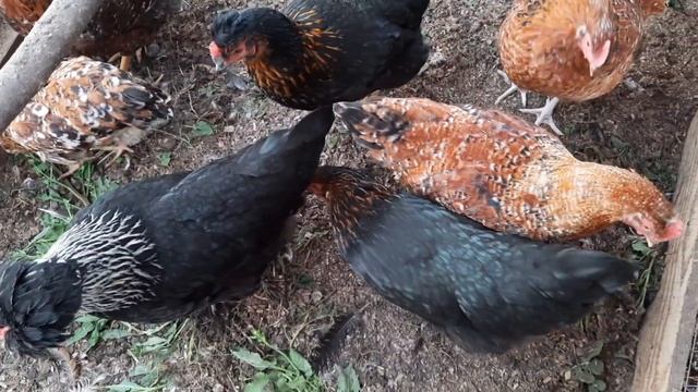 Молодки хохлатые радуют. смотреть онлайн