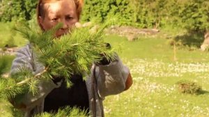 2 Гектара | Лиственница ниваки, деревенская стрижка