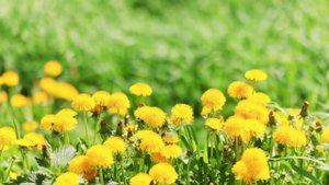 Китайцы это долго скрывали. Вы даже и не представляете что Творит Одуванчик.