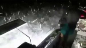 Запрещенный способ ловли рыбы в Ливане