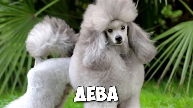 КАКАЯ ВЫ СОБАКА ПО ЗНАКУ ЗОДИАКА смотреть онлайн