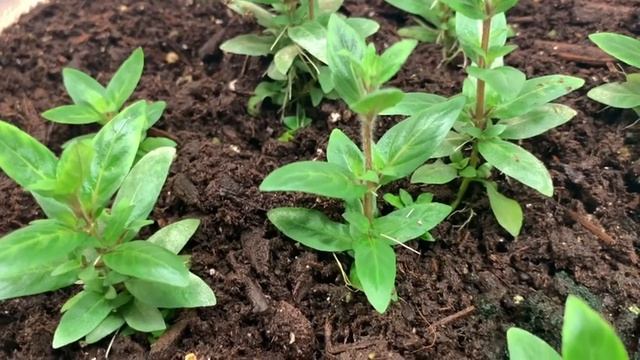 Staurogyne Repens - How to Propagate Staurogyne Repens Emersed!!! смотреть онлайн