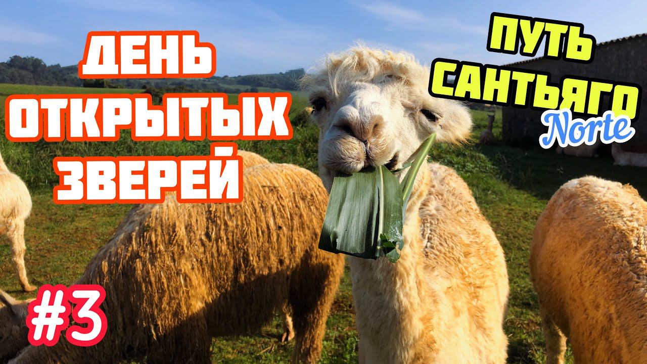 #3 ПУТЬ САНТЬЯГО Норте | Лама АЛЬПАКА | Купание в Атлантическом океане