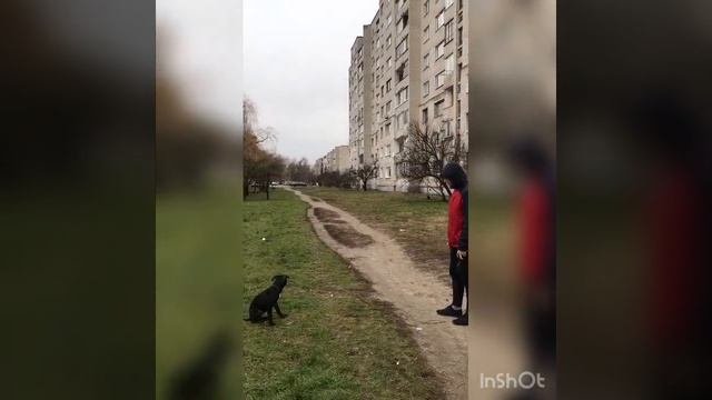 Питбультерьер, дрессировка, выполнение базовых команд / Pitbull Execution Of Basic Commands