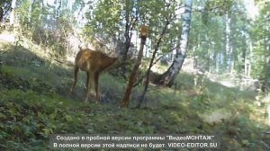 ОХОТА НА САМЦА КОСУЛИ ВО ВРЕМЯ ГОНА НА СОЛОНЦЕ