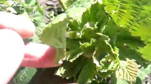 Первые плоды фундука