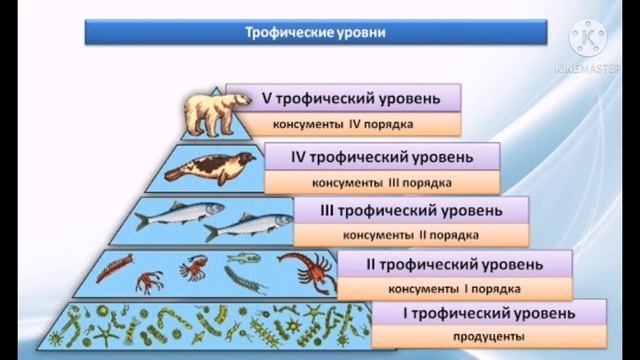 В БИОГЕОЦЕНОЗЕ ДУБРАВЫ БИОМАССА КОНСУМЕНТОВ photos