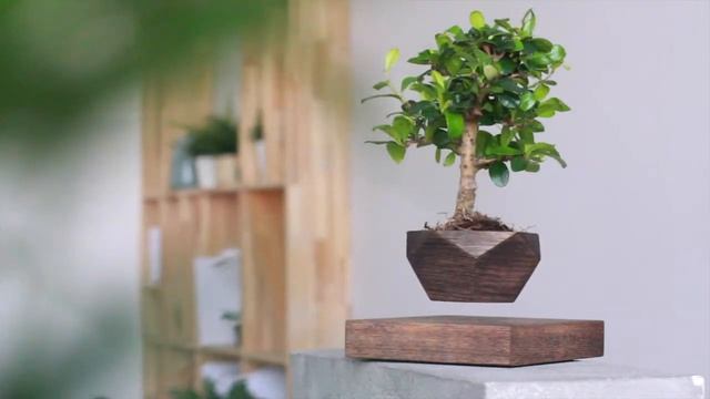 Левитирующие растения Leplant смотреть онлайн