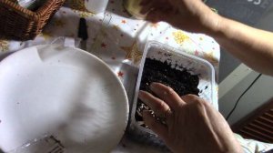 Стратификация астранции и других семян...