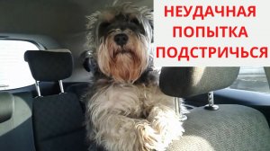 Малыш и неудачная попытка подстричься
