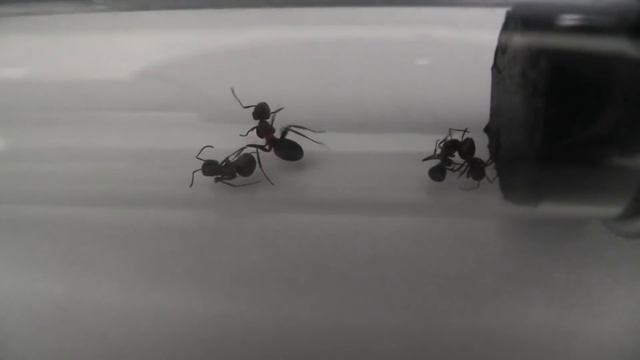 Может ли муравьиная кислота защитить человека от укуса клещей Серия 2 смотреть онлайн