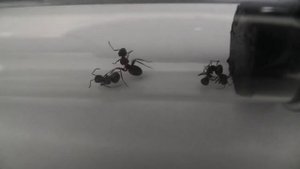 Может ли муравьиная кислота защитить человека от укуса клещей Серия 2