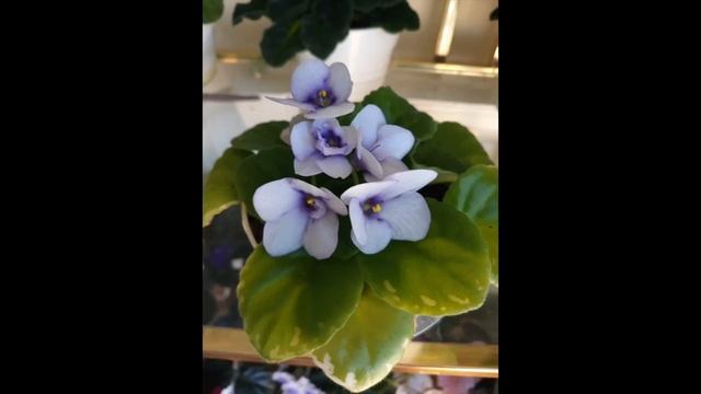 Бонсай увлечения. Выращиваем Фиалку домашнюю. Growing Saintpaulia at Home