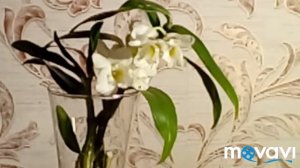 Дендробиум Нобиле без субстрата в стекле