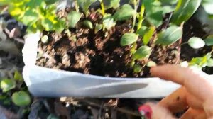Пересадка рассады Львиного Зева в открытый грунт.