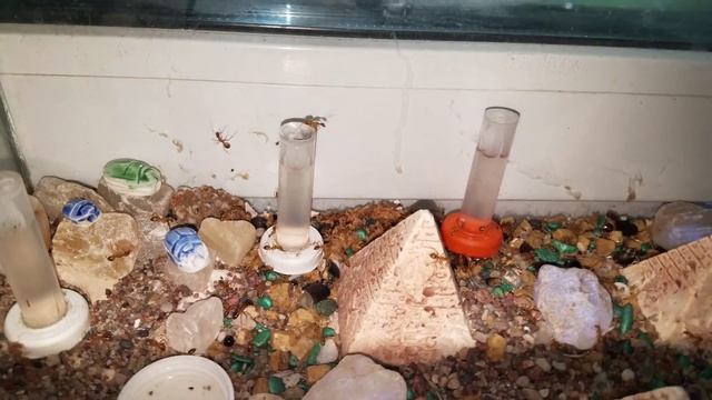 Кампонотус макулатус 22. С приездом! смотреть онлайн