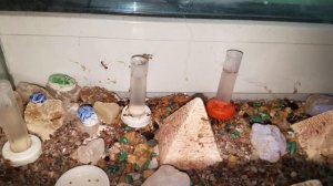 Кампонотус макулатус 22. С приездом!