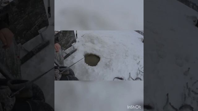 Ловля наваги на утяжеленную блесну Булава в Архангельской области.