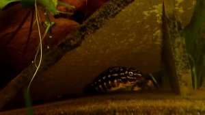 Юлидохромисы Марлиери