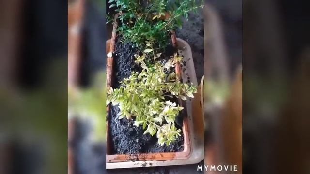 Cuphea Hyssopifolia & Stokes' Aster // Repotting 101 (part 1) смотреть онлайн