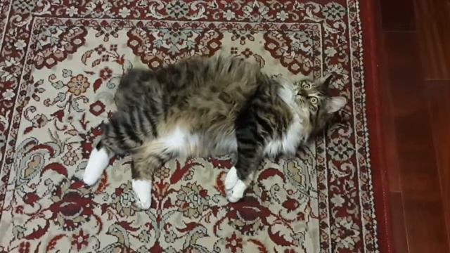 Котика очень хочется смотреть онлайн