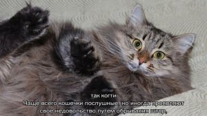 Сибирская голубая кошка: сколько стоит, окрасы, уход