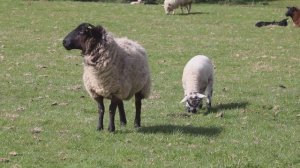 ANIMAL SOUNDS | ЗВУКИ ДОМАШНИХ ЖИВОТНЫХ |  Лошади, Коровы, Овцы, Курицы, Свиньи, Кошки, Собаки